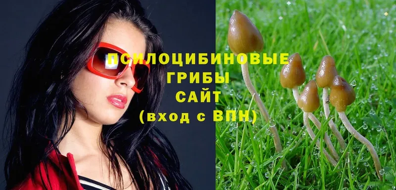 Псилоцибиновые грибы Psilocybe  Межгорье 